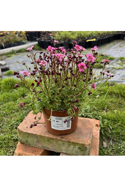 Камнеломка Марто Роуз в контейнере 3л 